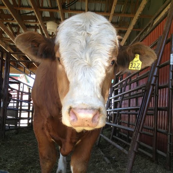 Photo of a Brown and White Cow