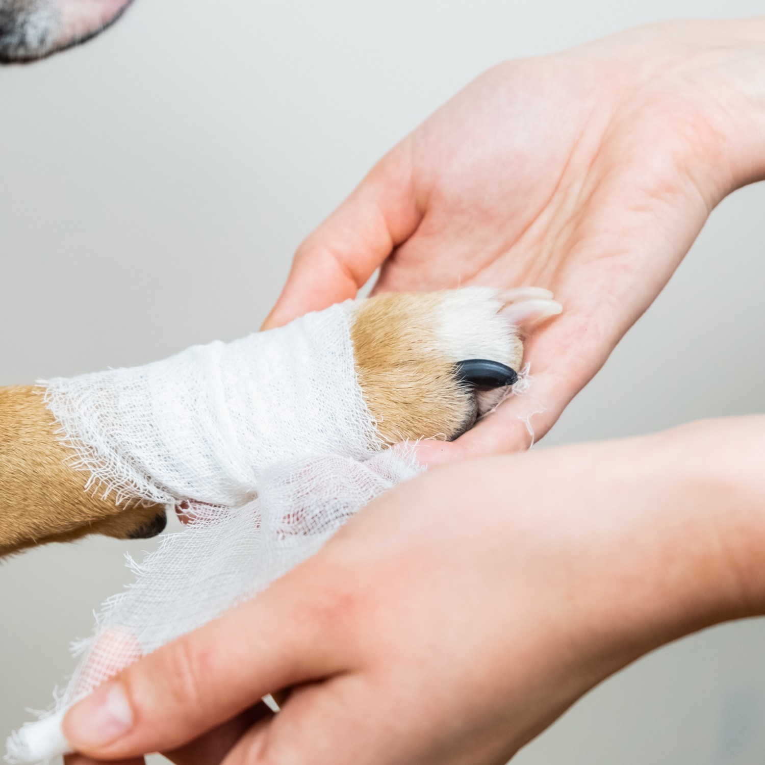 Human Bandaging a Dog's Paw