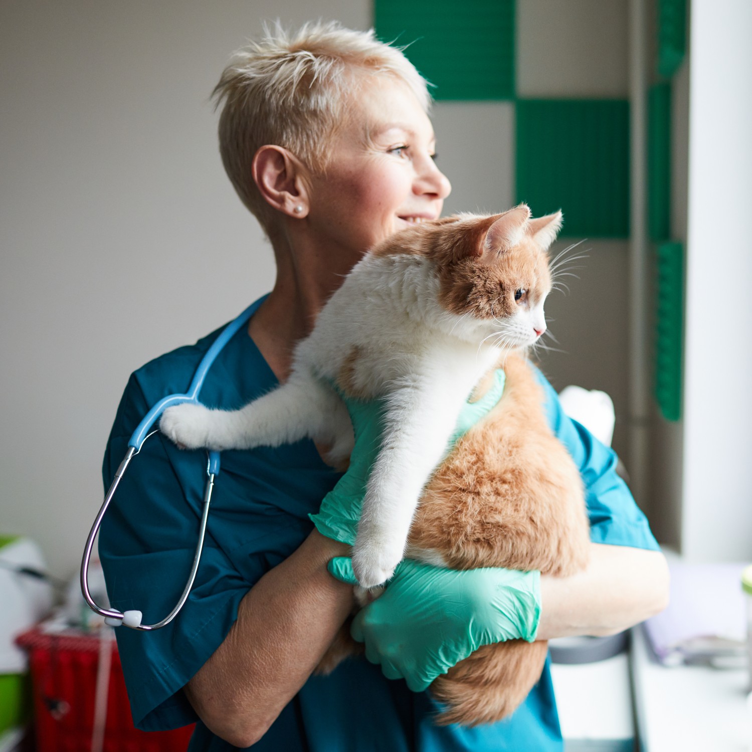 Referring Veterinarians - Veterinarian Holding Cat