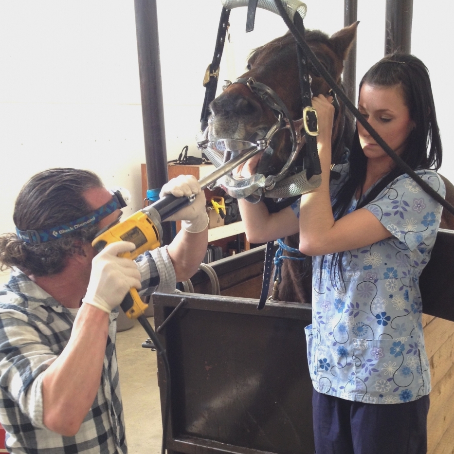 Staff Performing Dentistry on a Horse